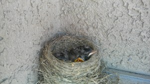 Asbury out the front door neighbors