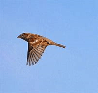 Sparrow